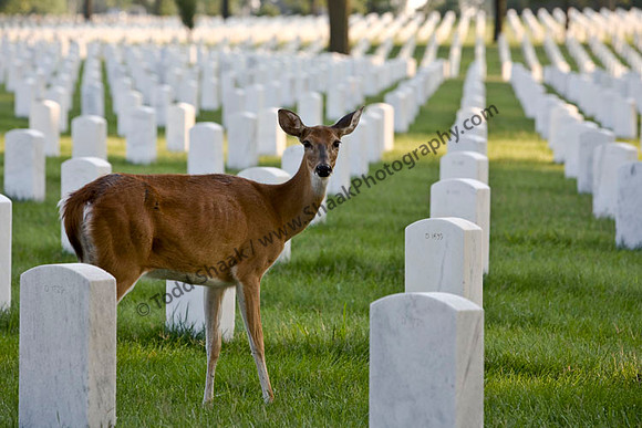 Jefferson Barracks National Cemetery
