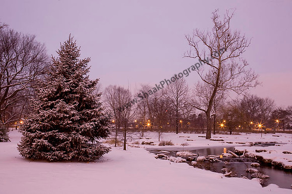 Forest Park in the Winter