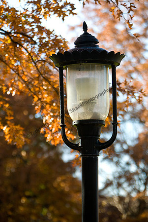 Mizzou Columbia MO Missouri Tigers